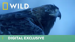 Eagles: Winter’s Bird of Prey | Winter Wonderland | National Geographic Wild UK