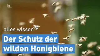 Vom Schutz der wilden Honigbienen | alles wissen