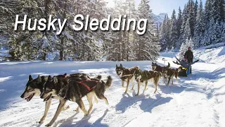 Husky Ride | Dog Sledding in Lapland | Rovaniemi | Finland | Arctic Circle | Santa Claus Village