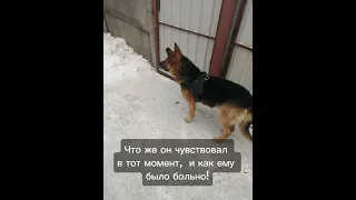 Несчастная судьба Рексика 😪🐶❤️