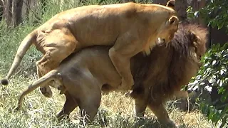 Lion Luna (♀) 💗 Attacking Gao (♂) from behind [Tennoji Zoo]