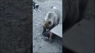 Жестокое нападение Медведя 🥶