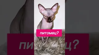 Какой Питомец живёт у тебя?Лысая кошка Сфинкс