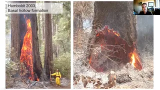 Lessons Learned from Redwood Forests: Post-fire Wildfire Survival and Regeneration