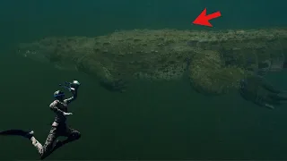 CAUGHT ON VIDEO-Diver surrounded by WILD 15 foot crocodile & 13 foot alligator!