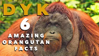 Did You Know? 6 Amazing Orangutans Facts