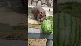 31 Hippopotamus at turists camp eating water milon.