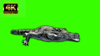 Crocodile Green Screen Effect || Alligator Swims Green Screen || Magarmacch Green Screen Effect🐊