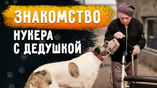 Нукера завели в дом в наморднике. Знакомство с дедушкой. Груминг. Обрабатываем огромный шов Розы.