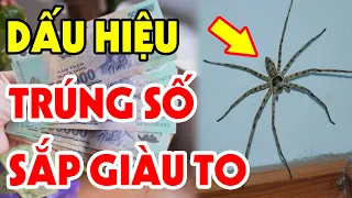 Bạn Sắp TRÚNG SỐ GIÀU TO Nếu Đột Nhiên Thấy Con Vật Này Bò Vào Nhà, Tiền Bạc Ùn Ùn Kéo Đến