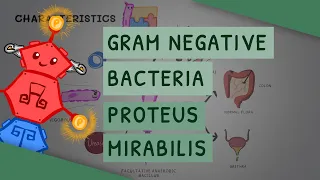 Gram Negative Bacteria: Proteus Mirabilis