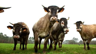 La bazadaise, une vache d'exception - Météo à la carte