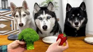 Do Dogs Eat Vegetables? Huskies Taste Food!