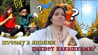 Жизнь студента в ЯПОНИИ /сколько стоят продукты? / корейская еда / самая красивая осень