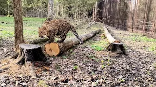 Выпуск леопарда на участок леса в Подмосковном Сафари-парке