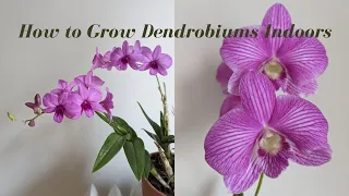 Dendrobium Phalaenopsis Orchid Care Indoors for Beginners