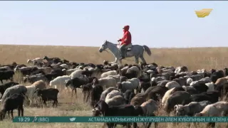 Атырау облысында індеттен қойлар қырылуда