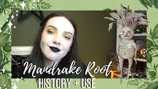 History of Mandrake Root║Herbal Histories║Witchcraft