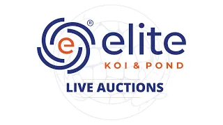 Elite Japanese Koi Live Auction