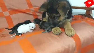 German shepherd puppy meets baby kittens for the first time