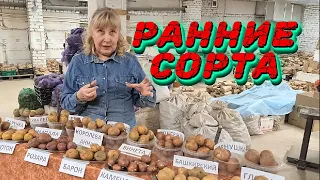 РАННИЕ СОРТА КАРТОФЕЛЯ ИЛИ КАК ПОЛУЧИТЬ РАННИИЙ УРОЖАЙ