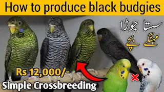 How to produce black budgies | Rare black budgies crossbreeding | Mujeeb Birds breeding