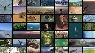 Sir David Attenborough introduces Lion’s Share, an initiative to support animal welfare