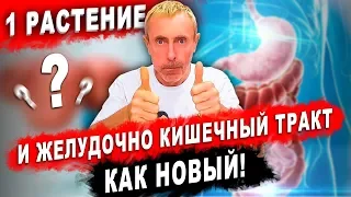 ВСЕГО 1 РАСТЕНИЕ И ЖЕЛУДОЧНО КИШЕЧНЫЙ ТРАКТ, КАК НОВЫЙ! Язва желудка, двенадцатиперстной, гастрит.