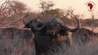 Büffeljagd mit Mark Dedekind Safaris