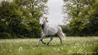 Garden | Equestrian Music Video