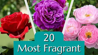 20 of the Most Fragrant Roses