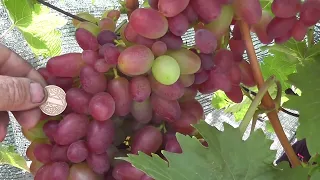 Сорт винограду "Полонез 50" - сезон 2022 # Grape variety "Polonez 50" - season 2022