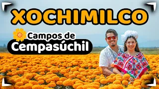 Campos de Cempasúchil 🔴 Xochimilco 4K ✅ Sin postal