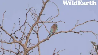 WildEarth - Sunset Safari - 17 Sep 2022