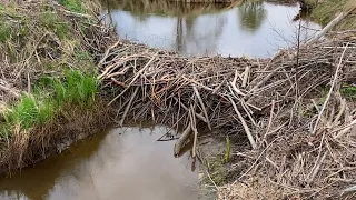 Beaver dam removal || stickiest dam ever!