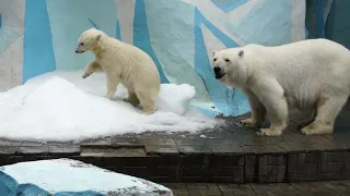 Медвежата вернулись с дачи и устроили игры на снежной горке.