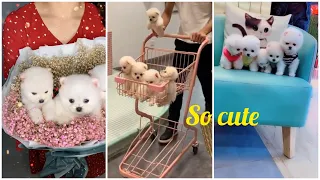 😍 Mini Pomeranian - Funny and Cute Pomeranian Videos #41 - Cute Puppies | Tik Tok chó phốc sóc