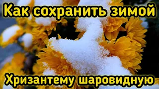 Зимовка хризантемы мультифлора