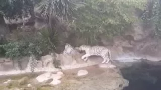 White Tiger at Loro Parque on June 16, 2016