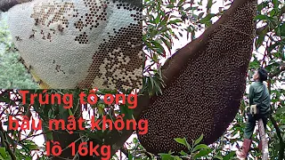 may mắn bắt 3 tổ ong bầu mật khủng đủ gánh|Lucky to catch 3 huge honey gourd hives