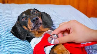 The Agony of Choosing! Cute & funny dachshund dog video!