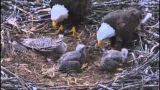 DECORAH NORTH NEST   5/9/2016   7:52 AM  CDT    ALL THREE ATE AND DNN 3 HAD A ONE ON ONE FEEDING