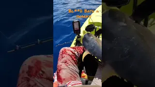 Sharks show up when you bl**dy the waters!! Kayak fishing Hawaii