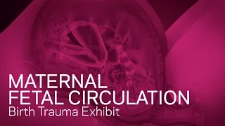 Maternal Fetal Circulation - Birth Trauma Animation