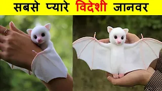 अमेरिका का सबसे प्यारा जानवर । 10 Cute Exotic Adorable You Can Pet