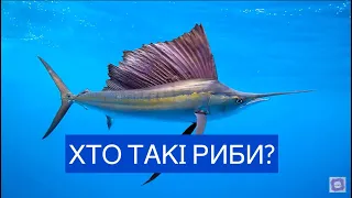 Клас Риби  Різноманіття риб