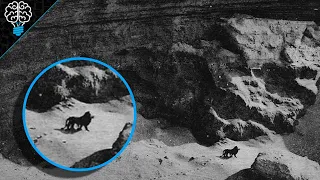 8 Ultimas Fotos Y Videos De Animales Extintos