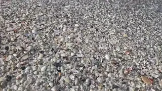 Anna Maria Island thousands of seashells line the beach. Beautiful morning for sea shell hunting.