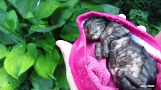 ... Kitten Rescue after rain storm