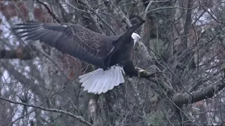 Maine eagle swoops gracefully over Maine's York River